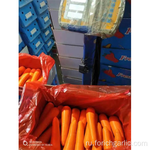 Свежая морковь Новый урожай 2019 года из Шаньдуна